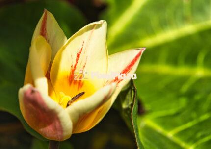 Close-Up of a Yellow Tulip with Red Streaks